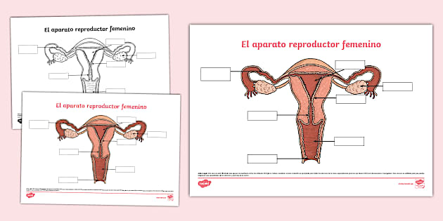 diagrama del sistema reproductor femenino en blanco