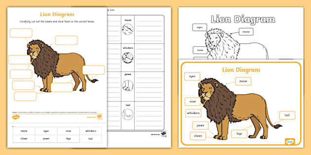 Lion Diagram Pack (Teacher-Made) - Twinkl