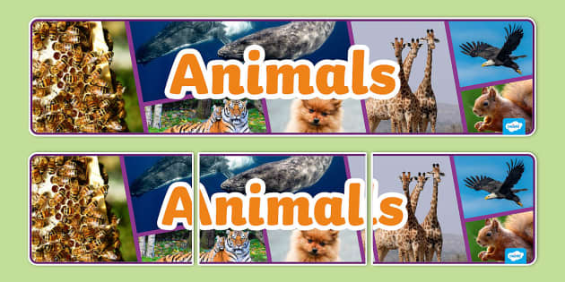 Animals Photo Display Banner (teacher Made) - Twinkl