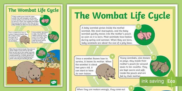 https://images.twinkl.co.uk/tw1n/image/private/t_630_eco/image_repo/02/6e/au-sc-1666750435-life-cycle-of-a-wombat-display-poster_ver_1.jpg
