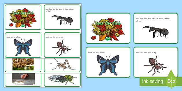 New Zealand Insect Fact Cards - Twinkl