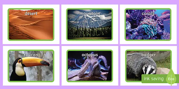 Animals Habitats Pictures Display - Primary Resources