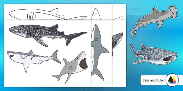 Jaw-Some Sharks Cutouts (teacher made) - Twinkl