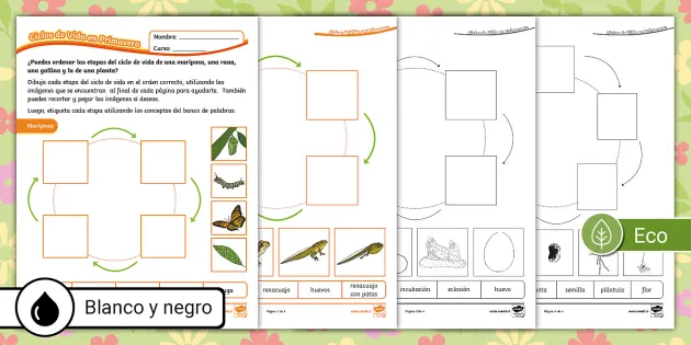 manualidad del ciclo de vida de la mariposa