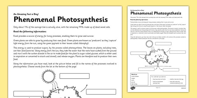 photosynthesis worksheet 5th grade pdf