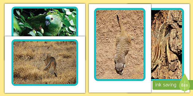 Camouflage Animals Display Photos - Primary Resources