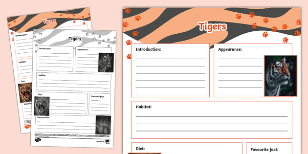 Tigers Non-chronological Report Template - Twinkl