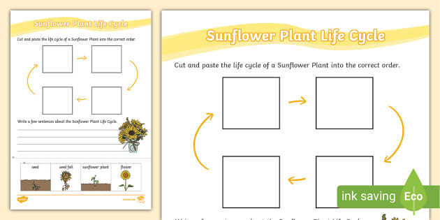 sunflower-plant-life-cycle-sentence-writing-activity