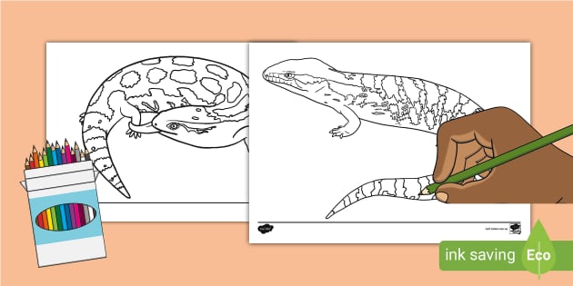 Blue Tongued Lizard Colouring Page (teacher made) - Twinkl