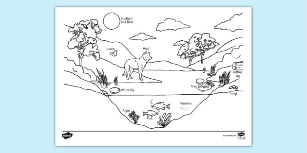 FREE! - Ecosystem Labelled Colouring Sheet | Colouring Sheets