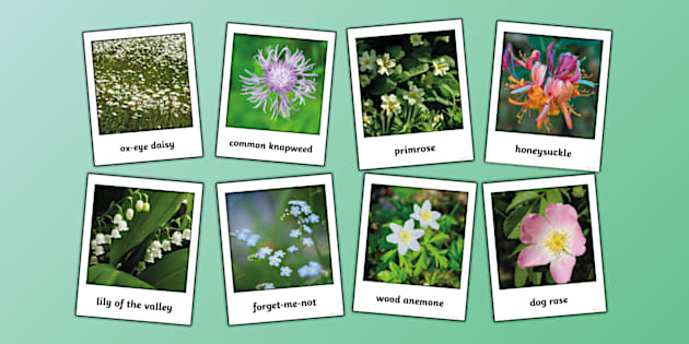 Wild Flowers Instant Photo Style Display Images - Twinkl