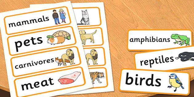 Year 1 Animals Including Humans Scientific Vocabulary Cards