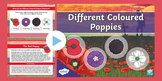 Poppies Symbolism | History of red poppy symbol | Twinkl KS2