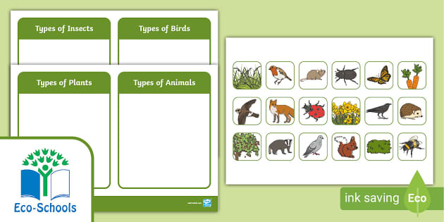Eco-Schools NI: Biodiversity Sorting Activity