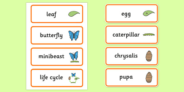 Kangaroo Life Cycle Word Mat - Primary Resource - Twinkl