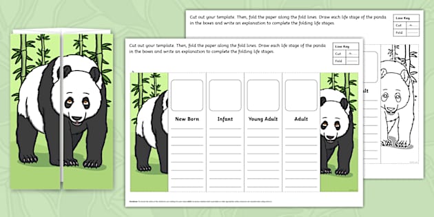 * NEW * Panda Folding Life Stages Template (teacher made)