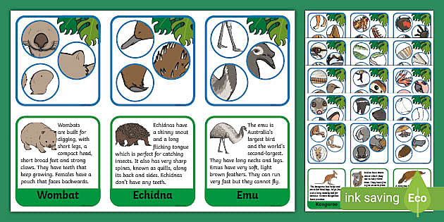 Australian Animal Parts Matching Cards (teacher made)