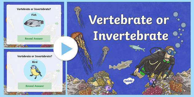 grade animal 4 worksheet or Invertebrate Vertebrate PowerPoint  vertebrates