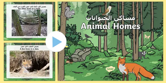 Woodland Animal Habitats PowerPoint Arabic/English - Twinkl
