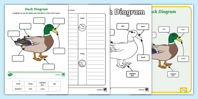 Duck Diagram Pack (teacher made) - Twinkl