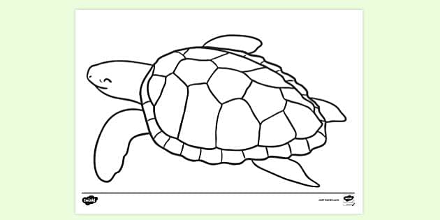 tortoise coloring pages