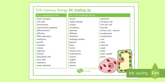 OCR Gateway Biology Topic B2 Scaling Up Word Mat - Twinkl