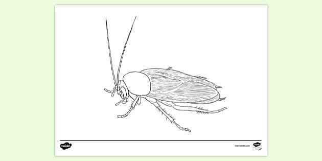 FREE! - Creepy Crawly Colouring Page (teacher made) - Twinkl