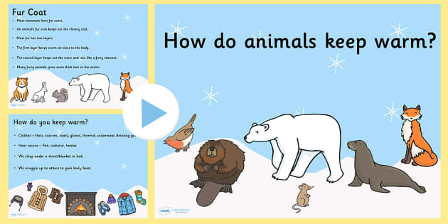 how-do-animals-keep-warm-powerpoint-teacher-made