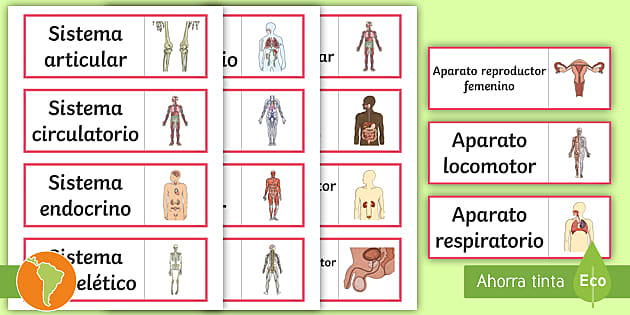 Sistemas del cuerpo humano y sus funciones