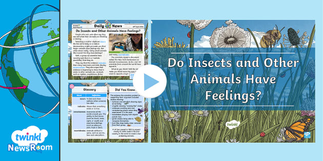 Do Insects and Other Animals Have Feelings? | Twinkl Resources