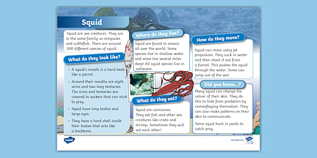 Squid Fact File - KS1 - Animals - Under the Sea - Twinkl