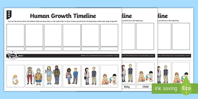 Human Growth Timeline Worksheet / Worksheet - human growth, human life ...