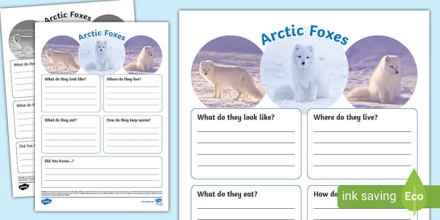 Arctic Fox Fact File Template (teacher made) - Twinkl