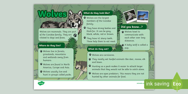 KS1 Wolves Fact File (teacher made) - Twinkl