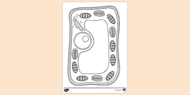 simple plant cell diagram without labels