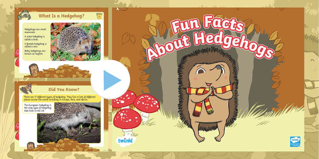 Fun Facts About Hedgehogs PowerPoint (teacher made) - Twinkl