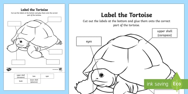 Label the Tortoise Worksheet / Worksheet (teacher made)