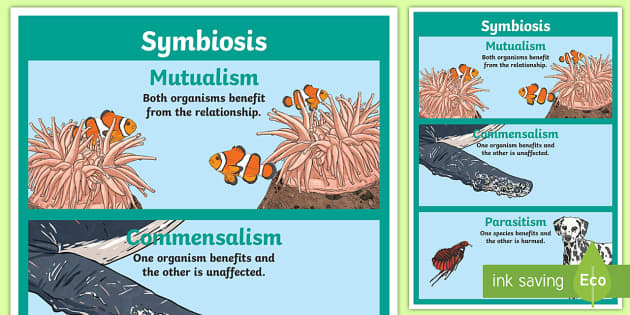 Symbiosis Display Poster (teacher made) - Twinkl