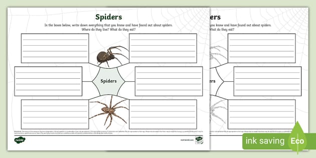 Spider Research Graphic Organizer (Teacher-Made) - Twinkl