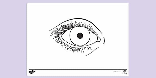 DRAW IT NEAT : How to draw human eye section | Basic anatomy and  physiology, Human eye diagram, Medical drawings