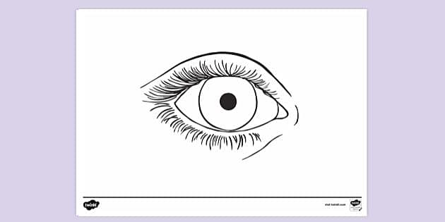 FREE Diagram Of The Eye Front View No Labels Colouring Sheet