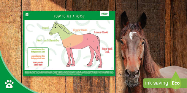 Where Do Horses Like to Be Pet 