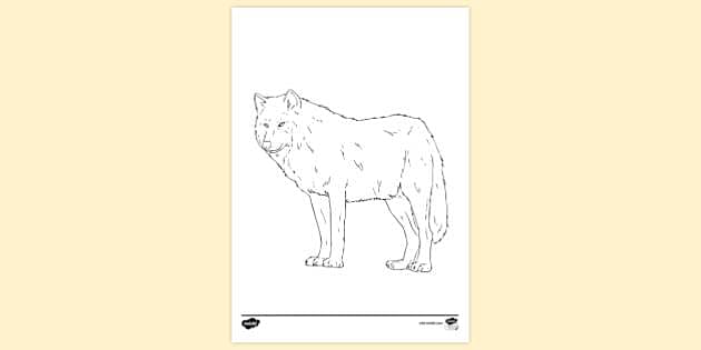 arctic wolf coloring pages