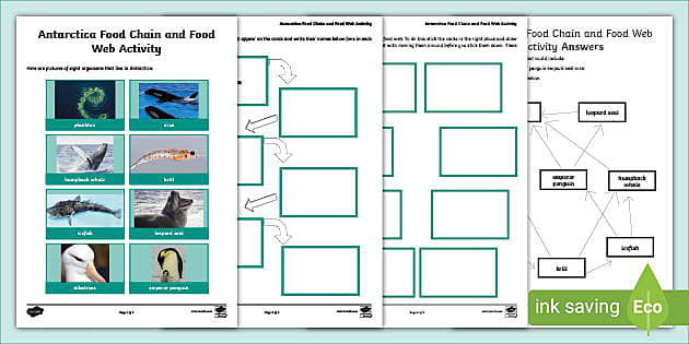 Food Web Diagram - Antarctica Food Chain | Twinkl - Twinkl