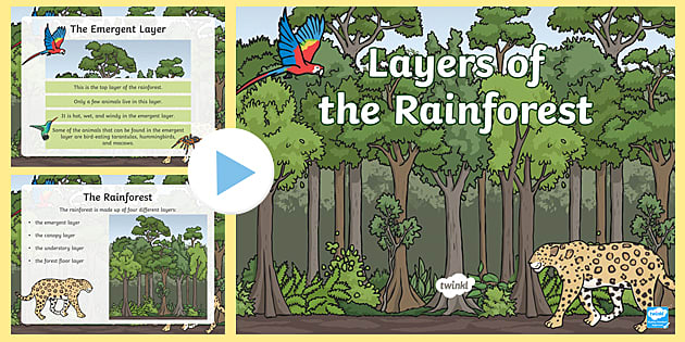 rainforest diorama layers