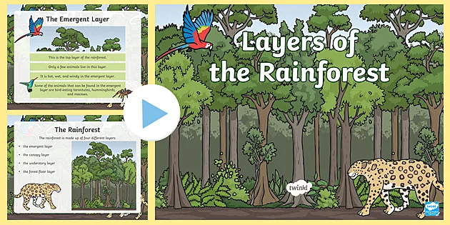 Rainforest Science Blog for Kids: A Perfect Fit: Leaf Adaptations