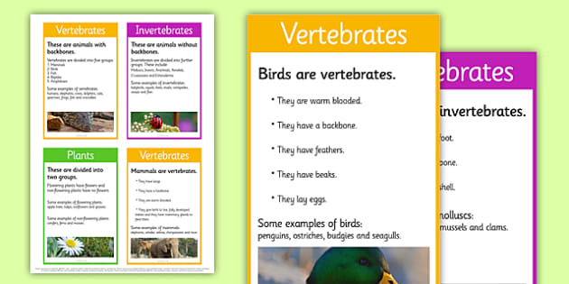 Vertebrates and Invertebrates | Primary Resources - Twinkl