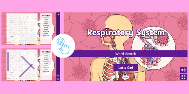 Respiratory System Interactive Activities: Labelling