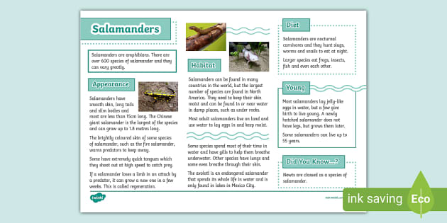 Salamander Fact File - Topics - Animals - KS2 (teacher made)