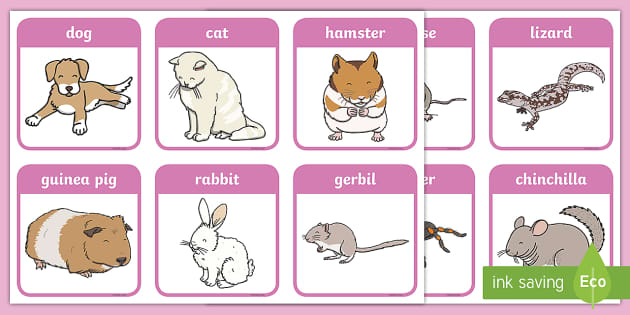 The Vets Aistear Flashcards (teacher Made) - Twinkl